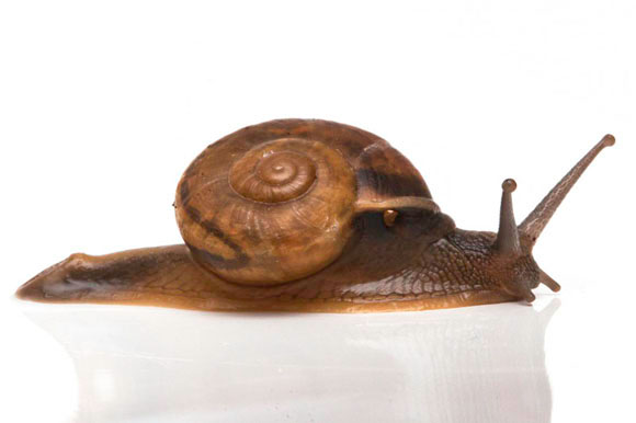 Hemiplecta distincta Ha Tien juvenil